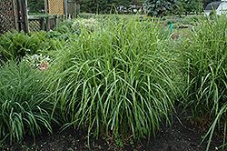 Porcupine Grass (Miscanthus sinensis 'Strictus') at Make It Green Garden Centre