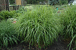 Porcupine Grass (Miscanthus sinensis 'Strictus') at Lurvey Garden Center