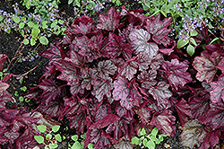 Dolce Blackberry Ice Coral Bells (Heuchera 'Blackberry Ice') at Make It Green Garden Centre