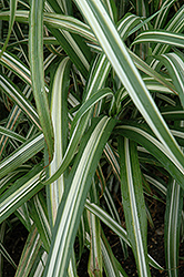 Cabaret Maiden Grass (Miscanthus sinensis 'Cabaret') at Make It Green Garden Centre