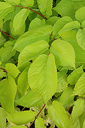 Sun King Japanese Spikenard (Aralia cordata 'Sun King') at Make It Green Garden Centre