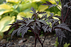 Chocoholic Bugbane (Cimicifuga racemosa 'Chocoholic') at Make It Green Garden Centre