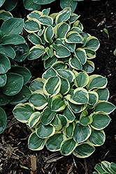 Mighty Mouse Hosta (Hosta 'Mighty Mouse') at Make It Green Garden Centre