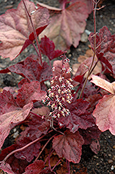 Lava Lamp Coral Bells (Heuchera 'Lava Lamp') at Make It Green Garden Centre