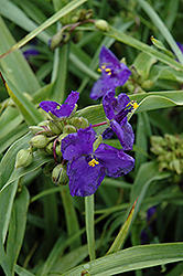 Zwanenburg Blue Spiderwort (Tradescantia x andersoniana 'Zwanenburg Blue') at Make It Green Garden Centre