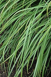 Huron Sunrise Maiden Grass (Miscanthus sinensis 'Huron Sunrise') at Make It Green Garden Centre