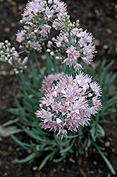 Blue Eddy Ornamental Onion (Allium senescens 'Blue Eddy') at Make It Green Garden Centre