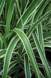 Cosmopolitan Maiden Grass (Miscanthus sinensis 'Cosmopolitan') at Make It Green Garden Centre