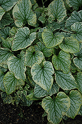 King's Ransom Bugloss (Brunnera macrophylla 'King's Ransom') at Lurvey Garden Center