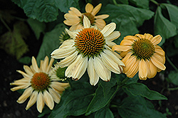 Aloha Coneflower (Echinacea 'Aloha') at Make It Green Garden Centre