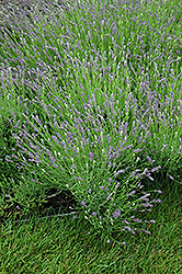 Essence Purple Lavender (Lavandula angustifolia 'Essence Purple') at Make It Green Garden Centre