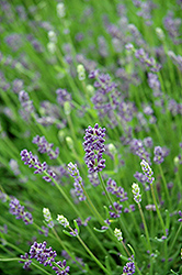 Essence Purple Lavender (Lavandula angustifolia 'Essence Purple') at Make It Green Garden Centre