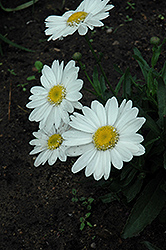 Highland White Dream Shasta Daisy (Leucanthemum x superbum 'Highland White Dream') at Make It Green Garden Centre