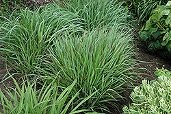 Cheyenne Sky Switch Grass (Panicum virgatum 'Cheyenne Sky') at Make It Green Garden Centre