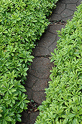 Green Carpet Japanese Spurge (Pachysandra terminalis 'Green Carpet') at Make It Green Garden Centre