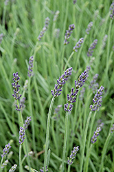 Silver Mist Lavender (Lavandula angustifolia 'Silver Mist') at Make It Green Garden Centre
