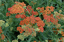 Fireland Yarrow (Achillea millefolium 'Fireland') at Lurvey Garden Center