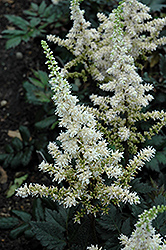 Visions in White Chinese Astilbe (Astilbe chinensis 'Visions in White') at Make It Green Garden Centre