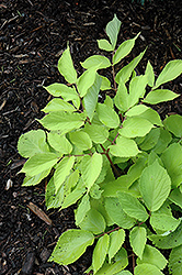 Sun King Japanese Spikenard (Aralia cordata 'Sun King') at Make It Green Garden Centre