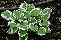 Diamonds Are Forever Hosta (Hosta 'Diamonds Are Forever') at Make It Green Garden Centre