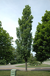 Armstrong Maple (Acer x freemanii 'Armstrong') at Make It Green Garden Centre