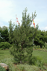 Twisted White Pine (Pinus strobus 'Contorta') at Make It Green Garden Centre