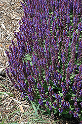 Sensation Sky Blue Meadow Sage (Salvia nemorosa 'Sensation Sky Blue') at Make It Green Garden Centre