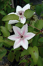 The Countess Of Wessex Clematis (Clematis 'Evipo073') at Make It Green Garden Centre