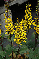 Little Rocket Rayflower (Ligularia 'Little Rocket') at Make It Green Garden Centre