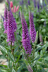 Purpleicious Speedwell (Veronica 'Purpleicious') at Make It Green Garden Centre
