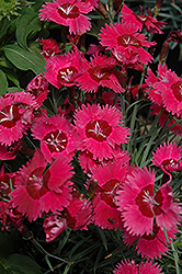 Ruby Sparkles Pinks (Dianthus 'Ruby Sparkles') at Make It Green Garden Centre