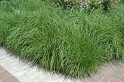 Fountain Grass (Pennisetum alopecuroides) at Make It Green Garden Centre