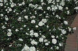 White Meidiland Rose (Rosa 'Meicoublan') at Make It Green Garden Centre