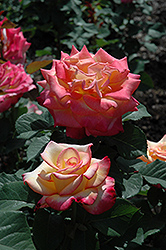 Dream Come True Rose (Rosa 'Dream Come True') at Make It Green Garden Centre