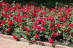 Champlain Rose (Rosa 'Champlain') at Make It Green Garden Centre