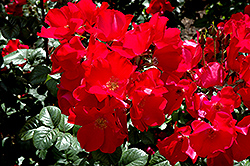 Robusta Rose (Rosa 'Robusta') at Make It Green Garden Centre