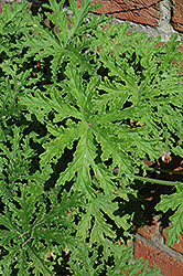 Citrosa Geranium (Pelargonium citrosum) at Make It Green Garden Centre