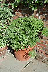 Citrosa Geranium (Pelargonium citrosum) at Make It Green Garden Centre