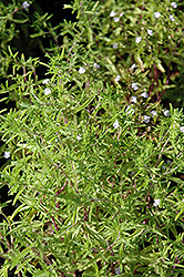 Midget Summer Savory (Satureja hortensis 'Midget') at Make It Green Garden Centre