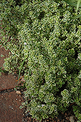 Aureus Lemon Thyme (Thymus x citriodorus 'Aureus') at Make It Green Garden Centre