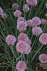 Giant Siberian Chives (Allium ledebourianum) at Lurvey Garden Center