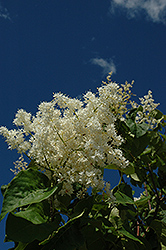 Ivory Pillar Japanese Tree Lilac (Syringa reticulata 'Willamette') at Make It Green Garden Centre