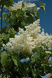 Ivory Silk Tree Lilac (tree form) (Syringa reticulata 'Ivory Silk (tree form)') at Make It Green Garden Centre