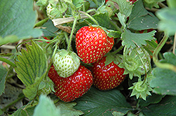 Cabot Strawberry (Fragaria 'Cabot') at Make It Green Garden Centre