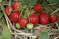Jewel Strawberry (Fragaria 'Jewel') at Make It Green Garden Centre