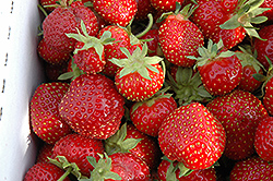 Seascape Strawberry (Fragaria 'Seascape') at Make It Green Garden Centre