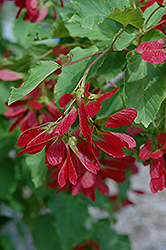 Hot Wings Tatarian Maple (Acer tataricum 'GarAnn') at Make It Green Garden Centre