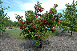 Hot Wings Tatarian Maple (Acer tataricum 'GarAnn') at Lurvey Garden Center