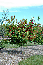 Ruby Slippers Amur Maple (Acer ginnala 'Ruby Slippers') at Make It Green Garden Centre