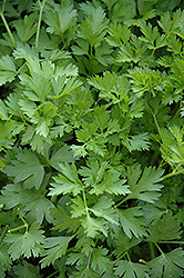 Italian Parsley (Petroselinum crispum 'var. neapolitanum') at Make It Green Garden Centre